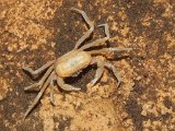 00395-1617 Blind crab in Stonehorse Cave - photo by Garry K Smith